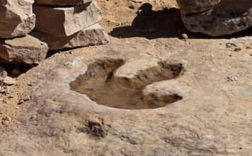 70 millió éves dinoszaurusz-lábnyomokat találtak egy ősi sziklatömbön