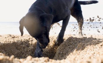 Ezért ássák el a kutyák a csontjaikat