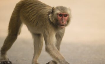 Halálra harapta a nyugdíjast a hozzá betörő majom