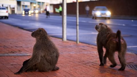 Lakhatási válság Spanyolországban: Kilakoltatás verőlegényekkel
