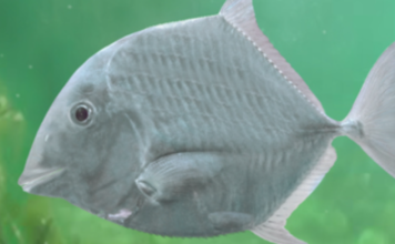 Magyar tanárról nevezték el a Bakonyban megtalált őshalfajt