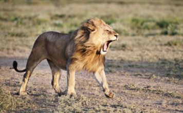 Oroszlán tépte szét, mégis túlélte a találkozást egy 6000 évvel ezelőtt élt férfi