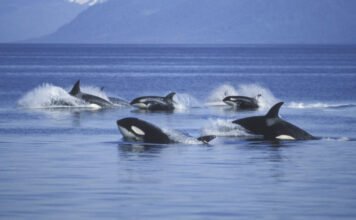 Videón, amint fehér cápákat gyilkolnak kardszárnyú delfinek