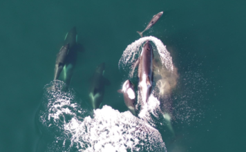 Videón, amint közösen vadásznak kardszárnyú és csendes-óceáni delfinek