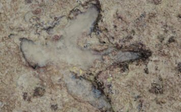 Így tudnak több millió évig fennmaradni a dínólábnyomok