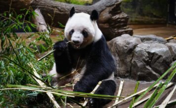 Japán visszaadja két utolsó pandáját Kínának