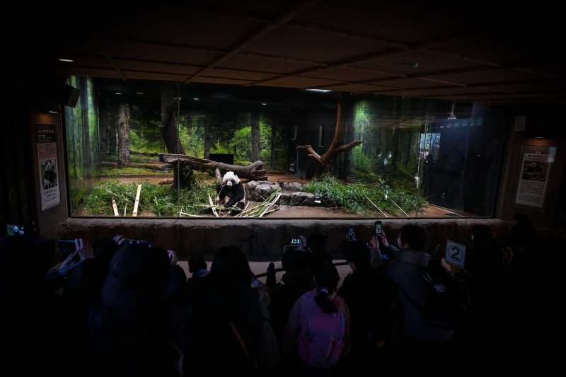 Japán visszaadja két utolsó pandáját Kínának