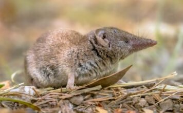 Képes változtatni agyméretét ez az állat