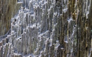 Kiderült, mi az a létforma, amely 400 millió éve a leghatalmasabb volt a Földön