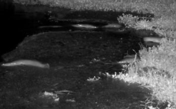 Ritka videón, amint szárazföldön sétálnak a harcsák