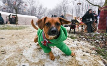 Szakértőt kérdeztünk, kell-e kutyaruha télen az ebekre