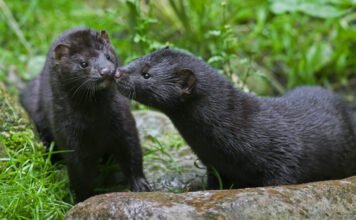 Cuki állat káros hatásokkal – új ragadozó jelent meg Magyarországon