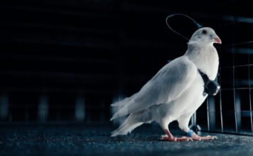 Élő galambokat alakítanak drónokká az oroszok