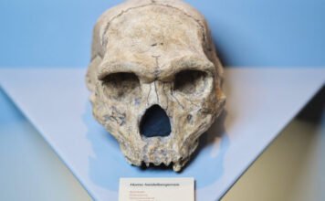 Emberi koponya ágyazódott ennek a barlangnak a falába