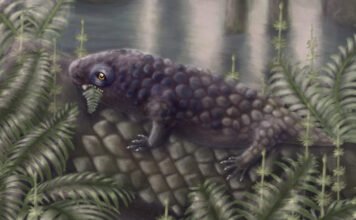 Ez a furcsa lény lehetett a világ egyik első növényevője