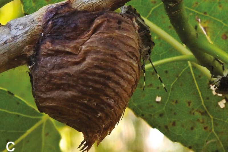 Kiderült: Veszélyes a Magyarországon is terjedő óriás imádkozó sáska