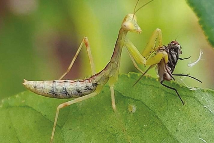 Kiderült: Veszélyes a Magyarországon is terjedő óriás imádkozó sáska