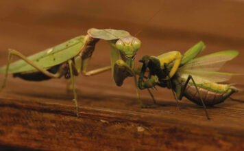 Kiderült: Veszélyes a Magyarországon is terjedő óriás imádkozó sáska