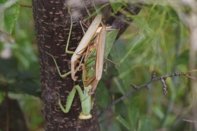 Kiderült: Veszélyes a Magyarországon is terjedő óriás imádkozó sáska