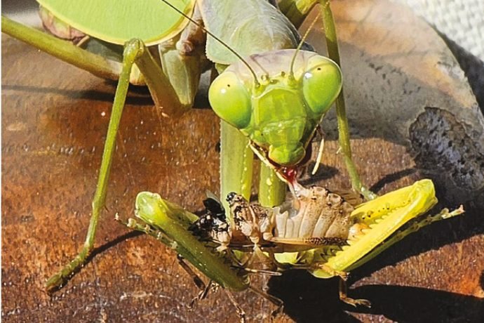 Kiderült: Veszélyes a Magyarországon is terjedő óriás imádkozó sáska