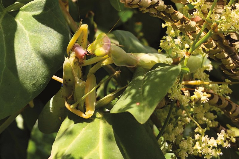 Kiderült: Veszélyes a Magyarországon is terjedő óriás imádkozó sáska