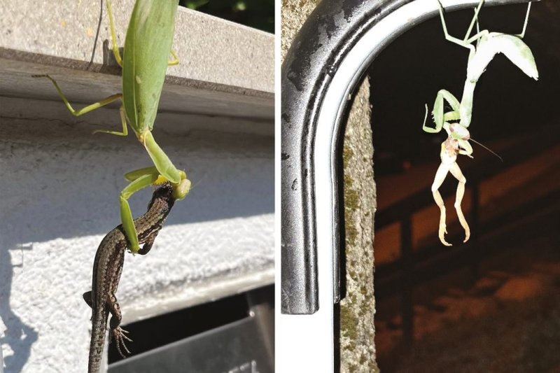 Kiderült: Veszélyes a Magyarországon is terjedő óriás imádkozó sáska