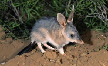 Kvíz: nem fogja felismerni ezt a 10 különös állatot