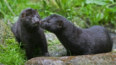 Medve miatt kell kimenteni magyar kir&aacute;ndul&oacute;kat Torock&oacute;n&aacute;l
