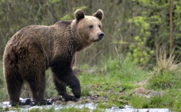 Medve miatt kell kimenteni magyar kirándulókat Torockónál