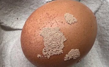Mik ezek a furcsa, peteszerű képződmények a tojáson?