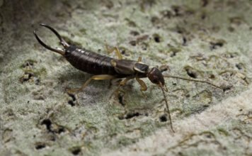 Néha tényleg fülbe másznak a fülbemászók