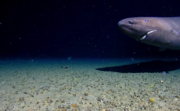 Olyan helyen láttak cápát, ahol korábban még soha