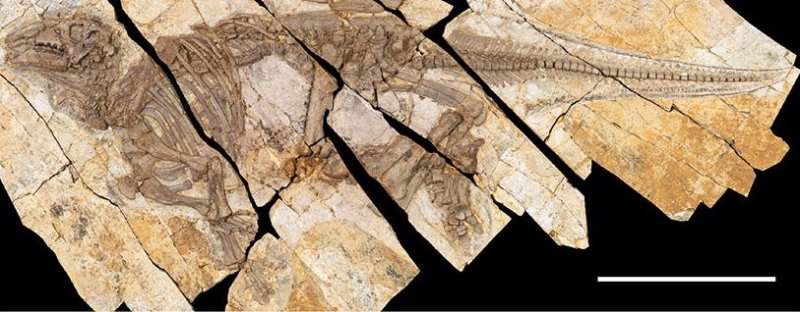 P&aacute;ratlan ősl&eacute;ny maradv&aacute;nyait fedezt&eacute;k fel K&iacute;n&aacute;ban