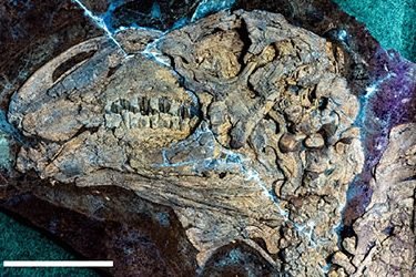 P&aacute;ratlan ősl&eacute;ny maradv&aacute;nyait fedezt&eacute;k fel K&iacute;n&aacute;ban