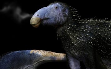 Páratlan őslény maradványait fedezték fel Kínában