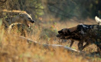 Példátlan sorozat készült Afrika ragadozóiról