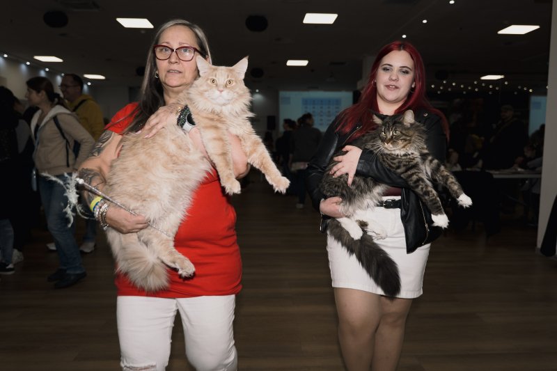 300 macska &eacute;s 200 kutya foglalta el egy h&eacute;tv&eacute;g&eacute;re a Lurdy H&aacute;zat