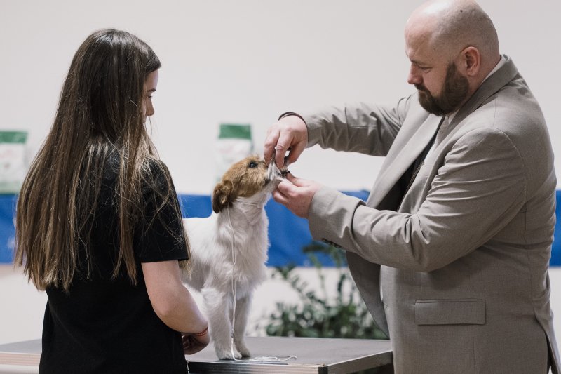 300 macska &eacute;s 200 kutya foglalta el egy h&eacute;tv&eacute;g&eacute;re a Lurdy H&aacute;zat