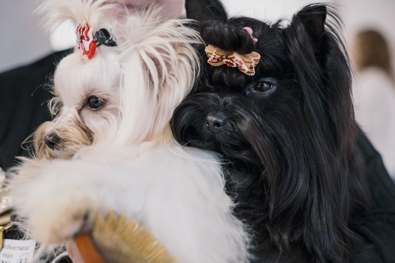 300 macska &eacute;s 200 kutya foglalta el egy h&eacute;tv&eacute;g&eacute;re a Lurdy H&aacute;zat