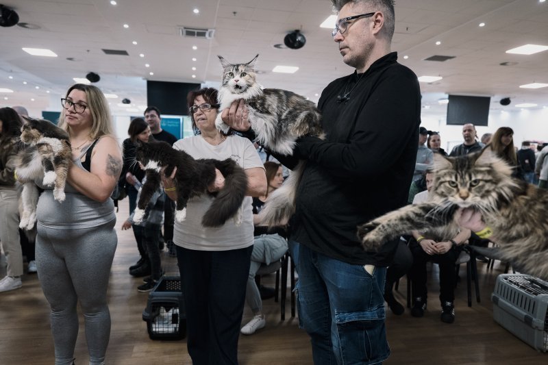 300 macska &eacute;s 200 kutya foglalta el egy h&eacute;tv&eacute;g&eacute;re a Lurdy H&aacute;zat