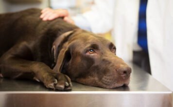 A ChatGPT-vel mentette meg a rákban szenvedő kutyáját egy ausztrál férfi