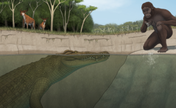 Az emberek elődeire vadászhatott ez az óriási őskrokodil