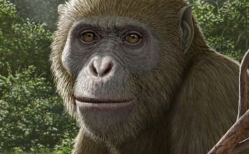 Az emberszabásúak legközelebbi közös ősét fedezhették fel