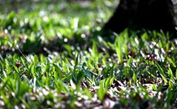 Indul a szezon: óvatosan a medvehagymával