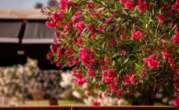 Megfagyott a leander? Van egy fontos teendő, amiért nagyon hálás lesz a növény a kertész szerint