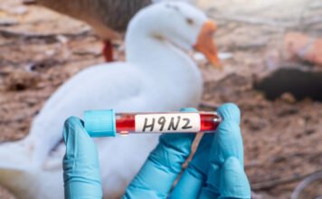 Megtalálták az első H9N2 madárinfluenzával fertőzött emberi beteget Európában