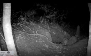 Páratlan videó készült arról, amint egy róka elejt egy farkast