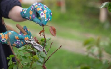 Rózsa metszése: ez a hiba az egész évre kihathat