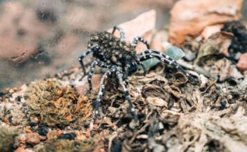 Súlyosan veszélyeztetett farkaspókok születtek Budapesten