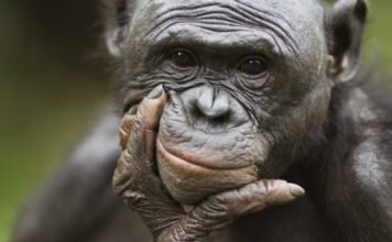 Tényleg annyira barátságosak lennének a bonobók?
